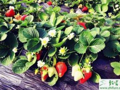 无公害草莓生产农药使用经验