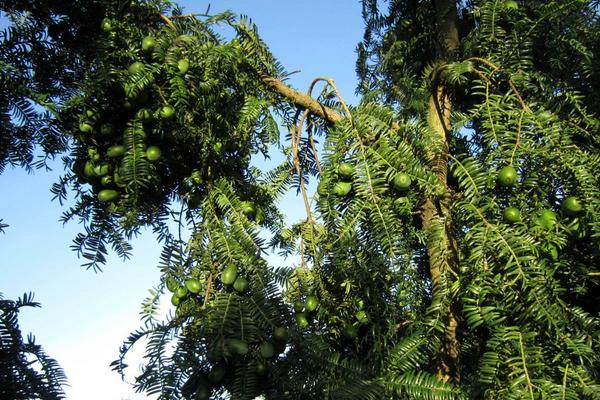 香榧种植前景怎么样 种植香榧一亩成本多少 香榧种植效益好吗