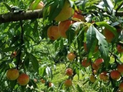 桃树重茬解决方法,选择合适肥料,注意浇水方法