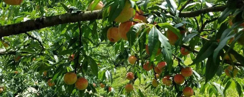 桃树重茬解决方法，选择合适肥料，注意浇水方法