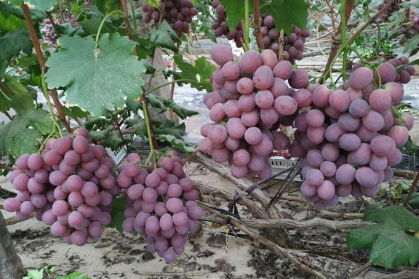 种葡萄用什么肥料