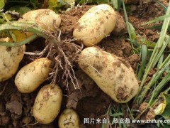 2018种土豆赚钱吗?土豆种植的利润与投资成本及前