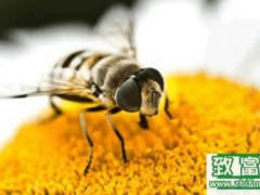 中蜂的饲养技术、生活习性和管理要点