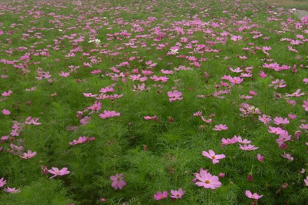 波斯菊种子怎么种 波斯菊种子种植方法与注意事项