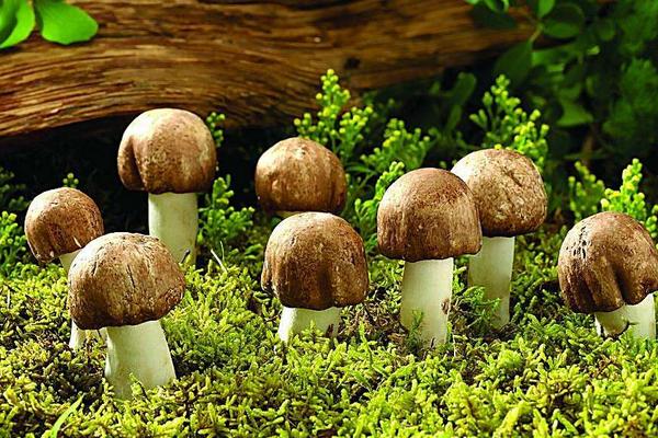 2018种蘑菇赚钱吗？蘑菇种植的利润与投资成本及前景预测