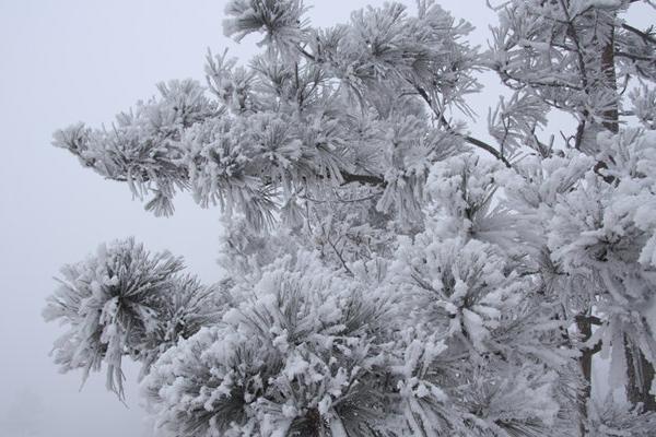 雪松怎么种 雪松种植方法与注意事项