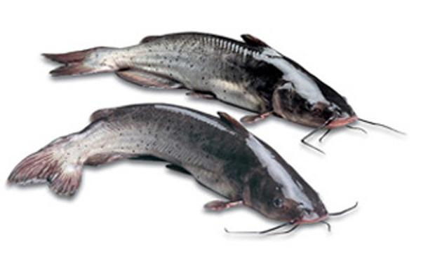 清江鱼市场价格多少钱一斤 清江鱼产地在哪里