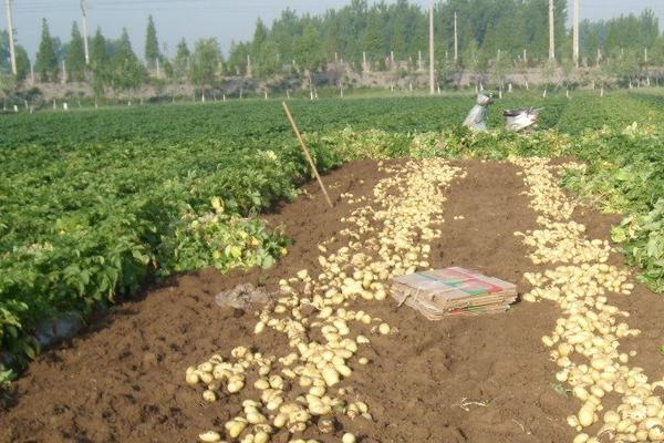 土豆种植成本及效益分析