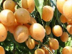 黄皮果树苗市场价格多少钱一棵,,黄皮果树的种植