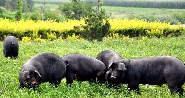 黑猪市场价格多少钱一斤 黑猪一般多少钱一头