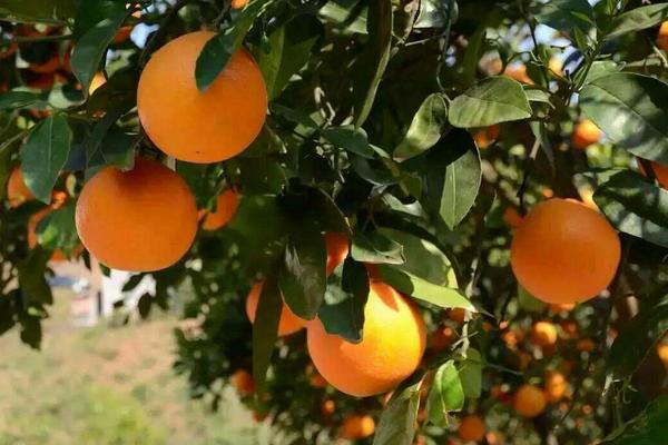 2018种脐橙赚钱吗？脐橙种植的利润与投资成本及前景预测