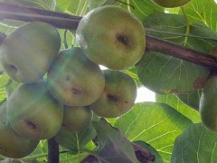 红心猕猴桃树苗种植方法,价格卖4至6元一棵