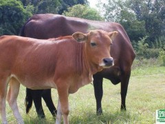 牛的常见疾病有哪些?如何防治与治疗