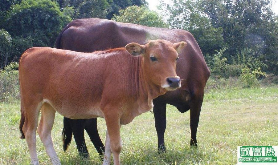 牛的常见疾病有哪些？如何防治与治疗