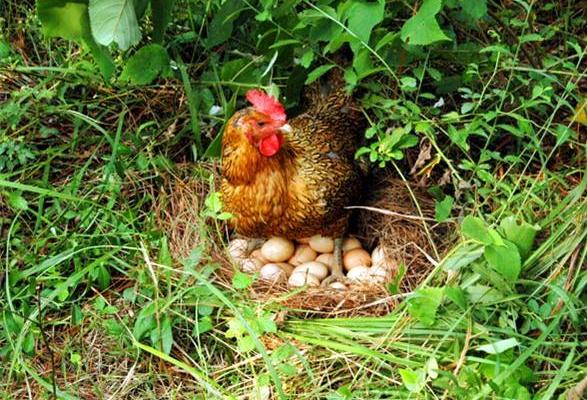散养鸡蛋市场价格多少钱一斤 散养鸡吃什么产蛋多