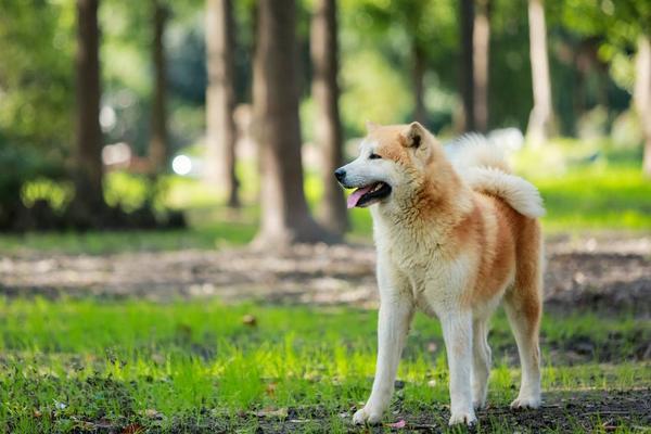 秋田犬市场价格多少钱一条 秋田犬为什么那么贵