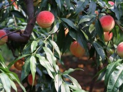 久保桃什么时候成熟,久保桃产地在哪里