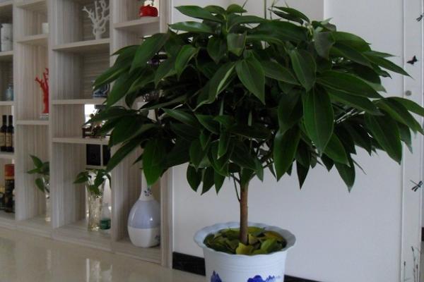 平安树放在家庭室内哪个位置好（风水作用） 室内养平安树的好处