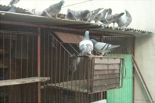 信鸽的饲养与训练技术方法