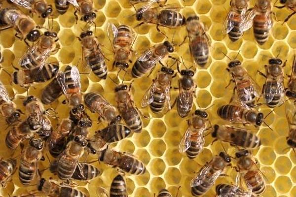 养蜂要什么手续？养蜂证办理流程
