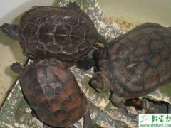 养殖稚龟培育的八个技巧