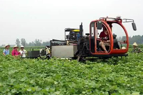 棉花打顶机市场价格多少钱一台 棉花什么时候打顶