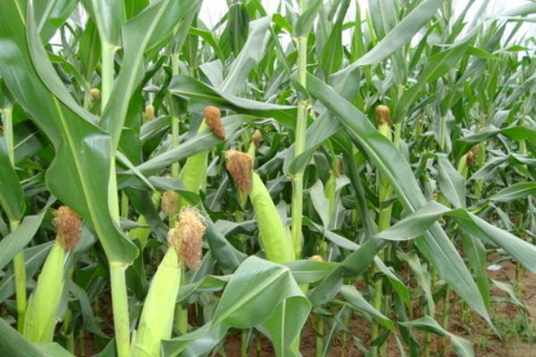 玉米一亩地用多少化肥 玉米施什么肥最好