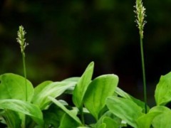 车前草怎么种,车前草种植技术与注意事项