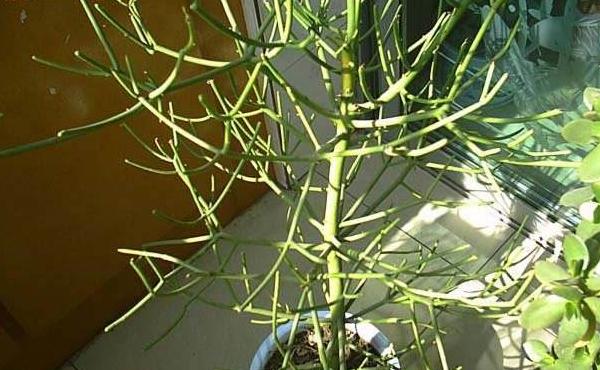 光棍树怎么养 光棍树养殖方法与注意事项