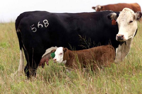 肉牛犊市场价格多少钱一头 三个月的牛犊能卖多少钱