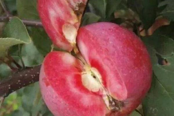 红肉苹果市场价格多少钱一斤 红肉苹果好吃吗