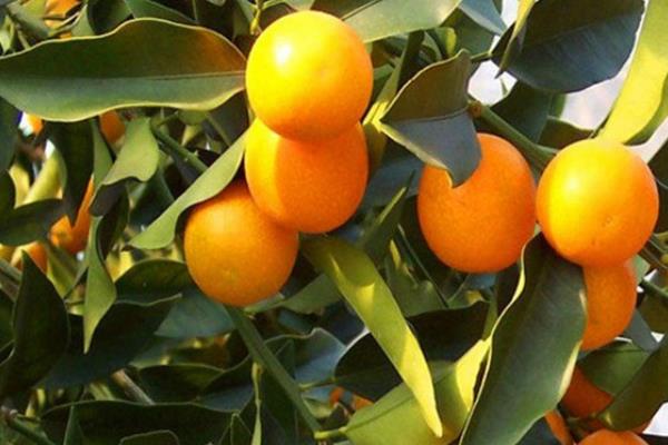 金桔繁殖方法 金桔嫁接方法与时间 达达搜