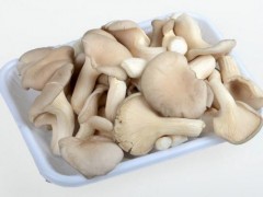 秀珍菇市场价格多少钱一斤,秀珍菇什么季节上市
