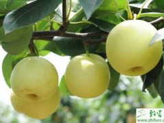 矮化密植栽培梨树的要点