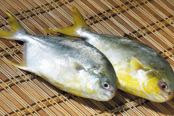 金鲳鱼市场价格多少钱一斤 金鲳鱼怎么清理干净