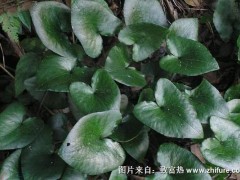 2018种细辛赚钱吗?细辛种植的利润与投资成本及前