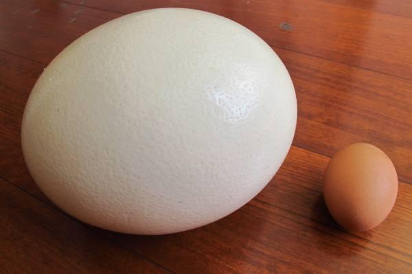 鸵鸟蛋市场价格多少钱一个 鸵鸟蛋一个有多重