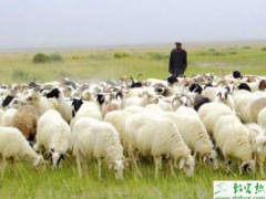 肉羊短期育肥季节和对象的选择