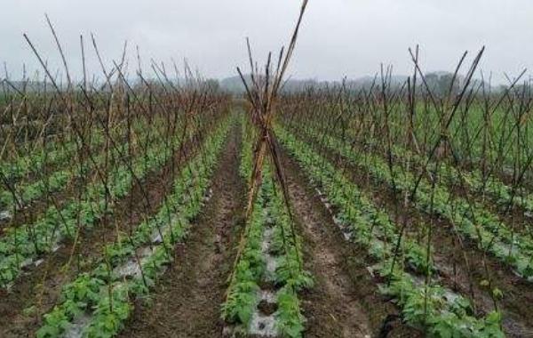 长豆角露地种植亩产多少斤 种一亩豆角的利润有多少