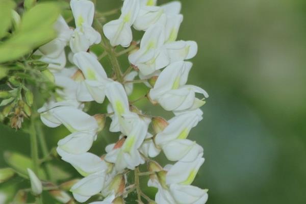 槐花图片大全 槐花花语及寓意