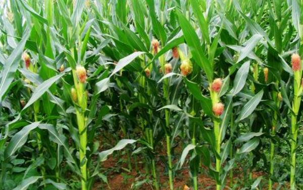 玉米最晚种植时间 玉米是什么季节收获 玉米靠什么传播种子