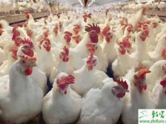 肉鸡大肠杆菌病的防治