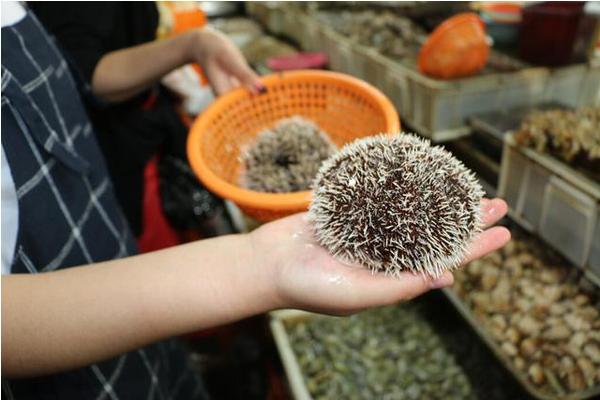 海胆市场价格多少钱一斤 海胆怎么挑选