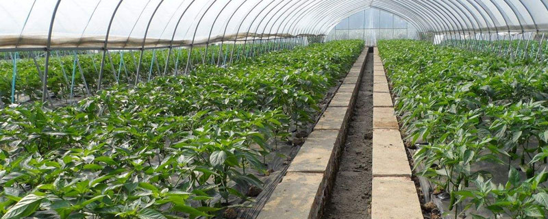 反季节大棚蔬菜<a href=https://www.dadasou.com/ny/zhongzhi/ target=_blank class=infotextkey>种植</a><a href=https://www.dadasou.com/news/142649.html target=_blank class=infotextkey>技术</a>