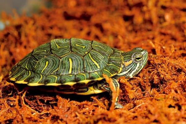 巴西龟为什么不吃东西 巴西龟脱皮怎么回事
