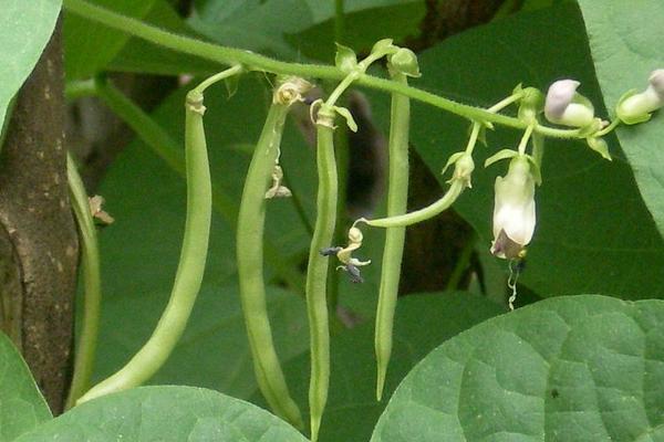 无架四季豆的种植方法 无架四季豆什么季节种（几月）