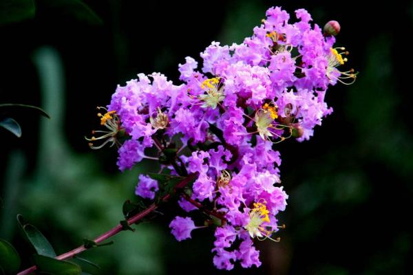 紫薇花怎么施肥 紫薇花叶子变黄的原因及解决方法