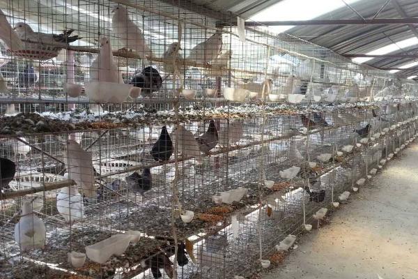 肉鸽养殖大棚建设方案 肉鸽养殖设备有哪些
