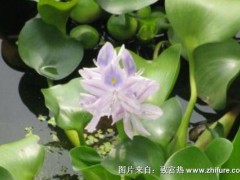 2018种水葫芦赚钱吗?水葫芦种植的利润与投资成本