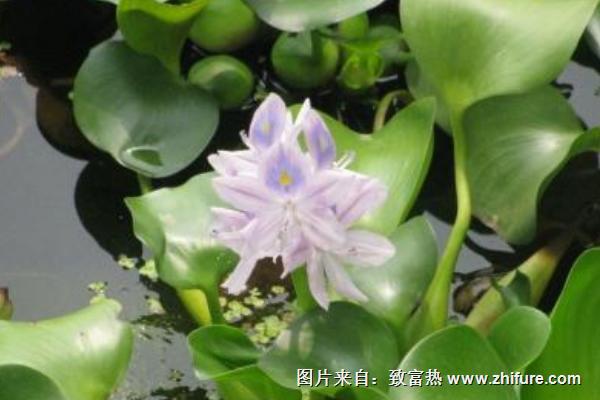 2018种水葫芦<a href=https://www.dadasou.com/news/93887.html target=_blank class=infotextkey>赚钱</a>吗？水葫芦<a href=https://www.dadasou.com/ny/zhongzhi/ target=_blank class=infotextkey>种植</a>的利润与投资成本及前景预测